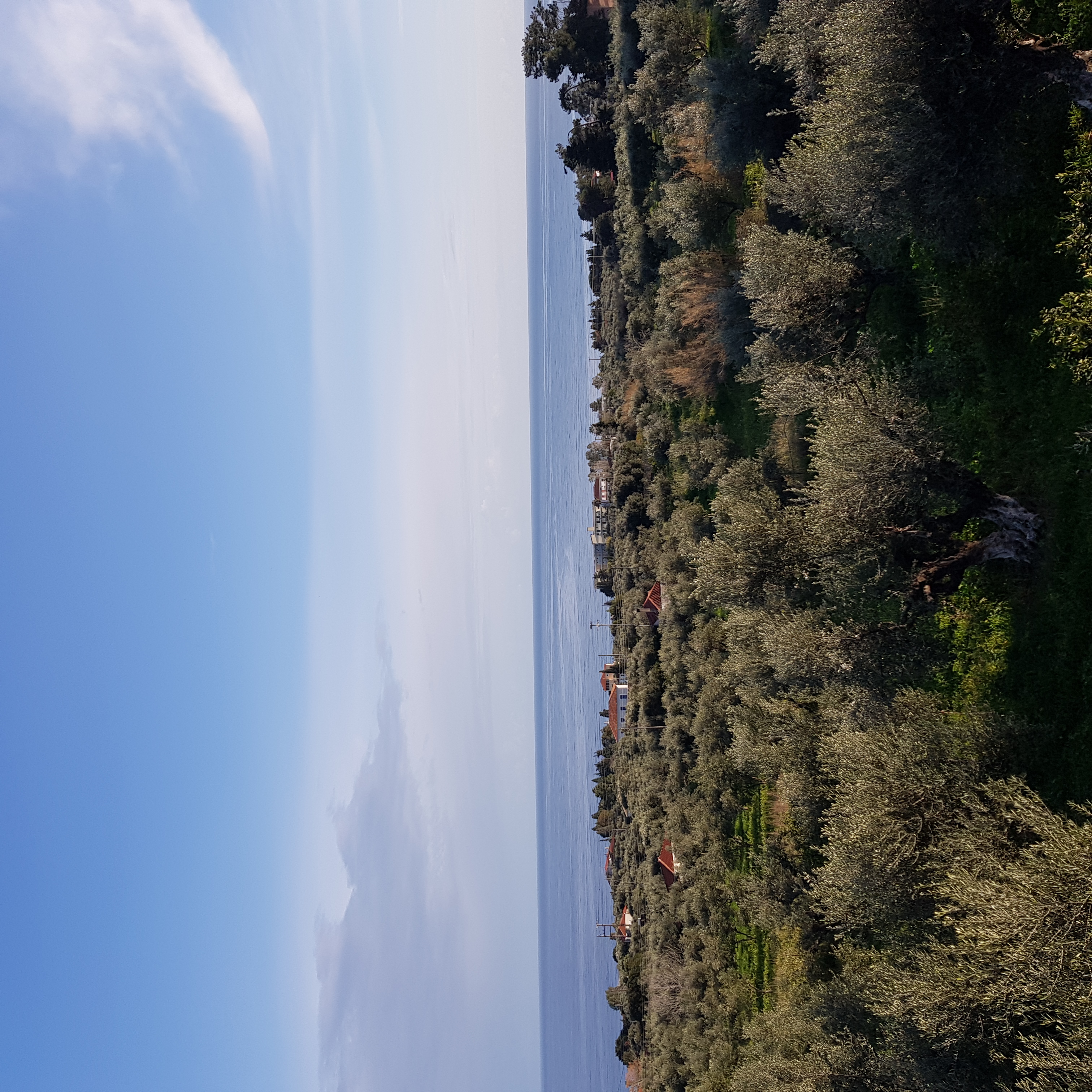 Panoramic olive grove with sea view beyond