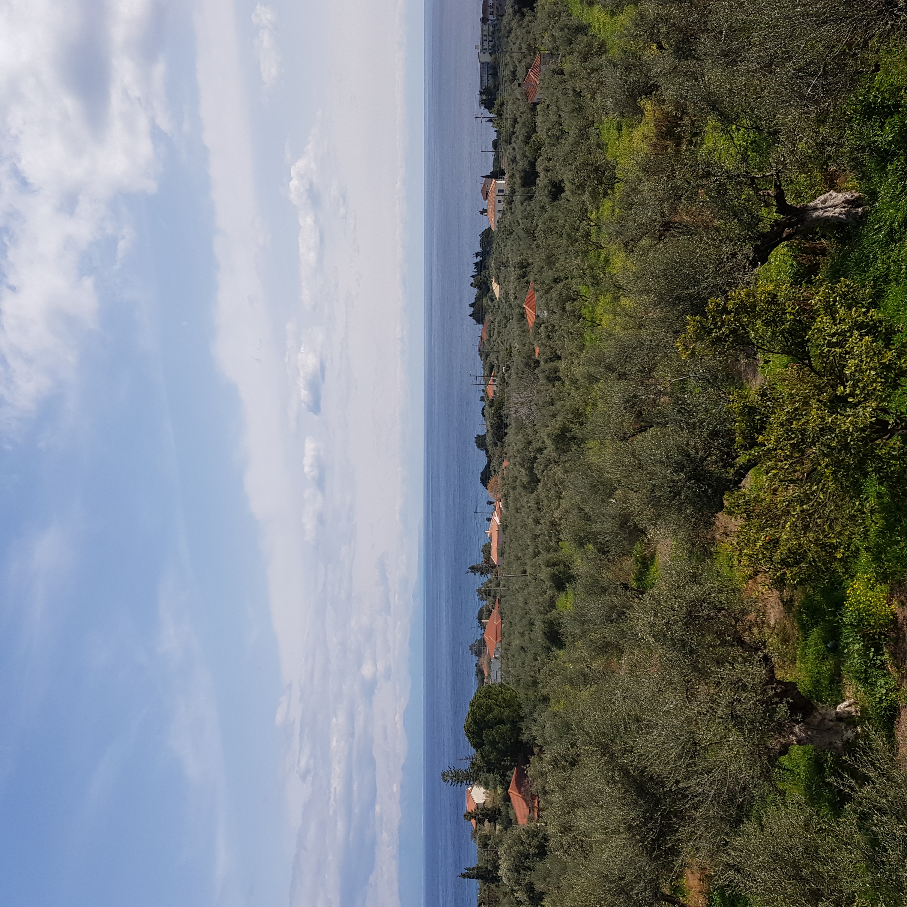Wide olive grove landscape with sea and moody sky